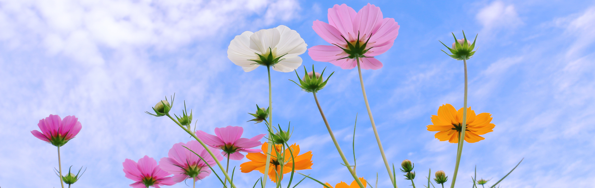 就労継続支援Ｂ型事業所さりー｜静岡市｜