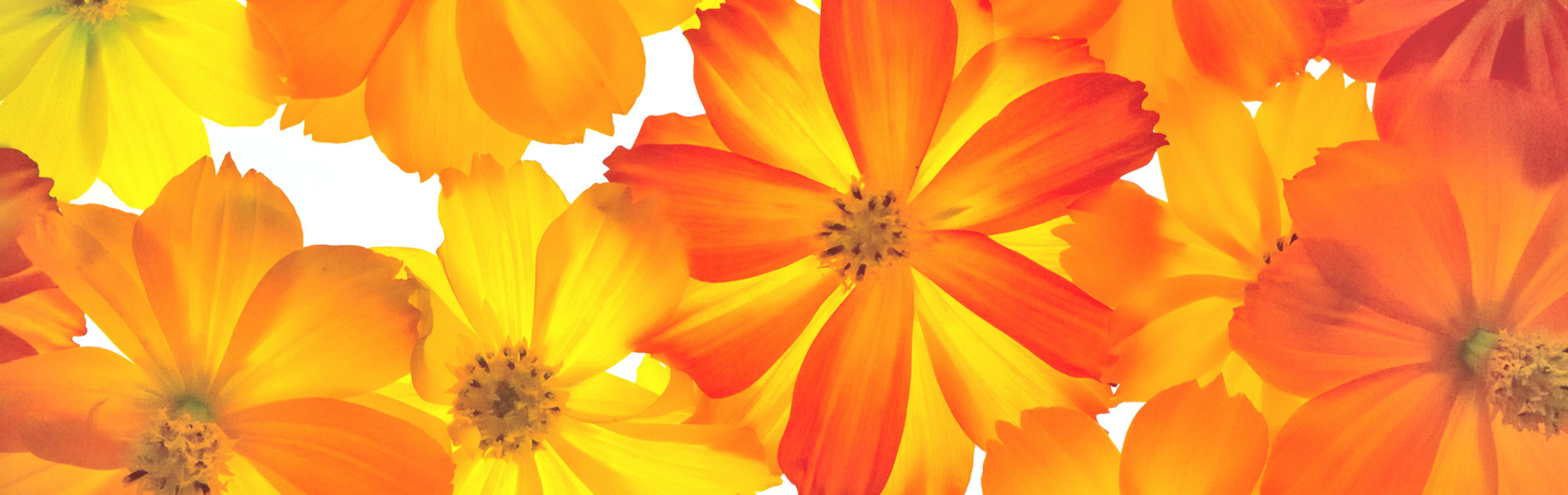 就労継続支援Ｂ型事業所さりー｜静岡市｜